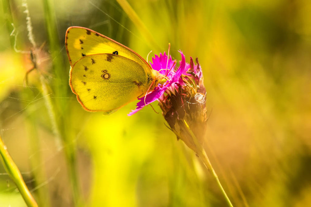Omomiłkowate na kwiat dzikiej marchwi - Zdjęcie, obraz
