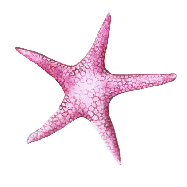 Drawing with watercolor pink color sea star class invertebrate type of echinoderms - Wektor, obraz
