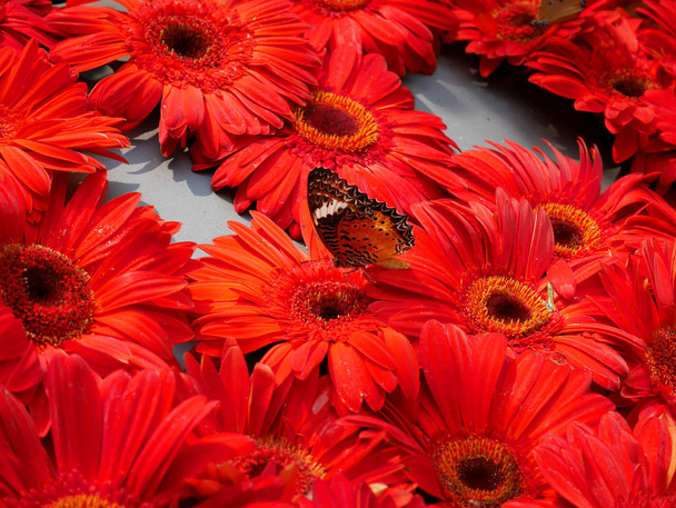 Mariposa naranja y rubí rojo Gerbera flor
 - Foto, imagen