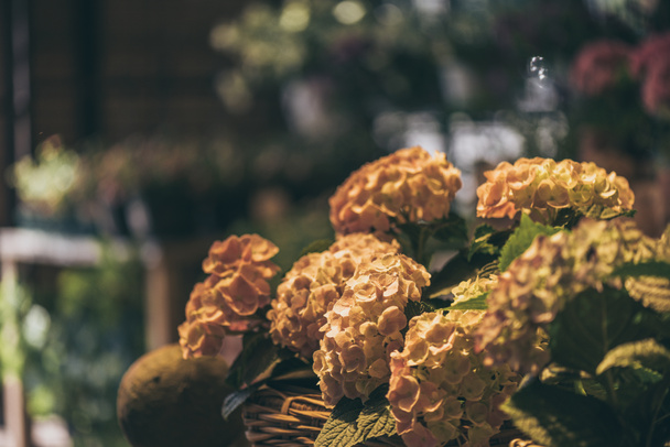 beautiful hydrangea flowers  - Photo, Image