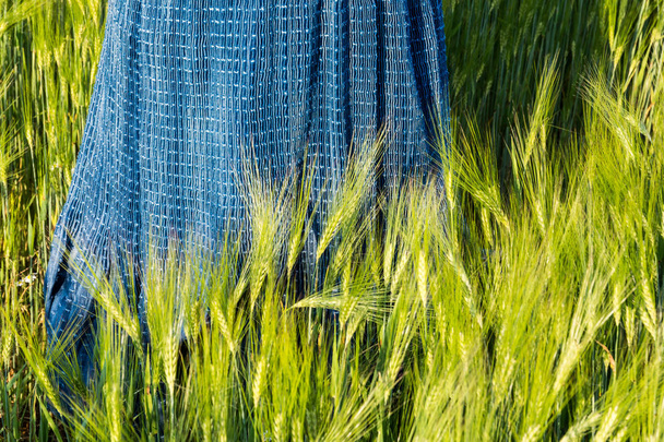 Cena romântica primavera com saia azul no campo de cevada verde. Hordeum vulgare
 - Foto, Imagem