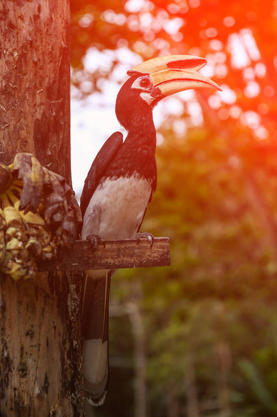 Zblízka portrétní orientální pied hornbill Anthracoceros albirostris s banánem v přírodě. Slunečný den - Fotografie, Obrázek