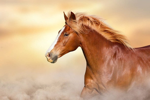Portrét koně v pohybu - Fotografie, Obrázek