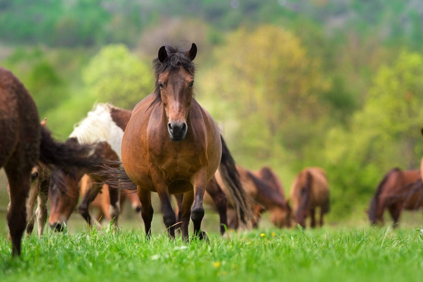 caballo en manada
 - Foto, imagen