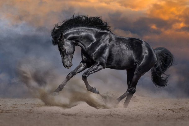 Black stallion in dust - Photo, Image