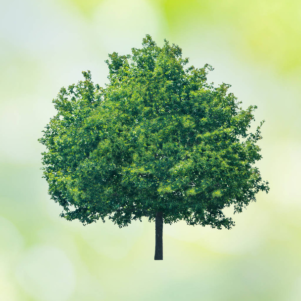 vihreä puu lehtineen  - Valokuva, kuva