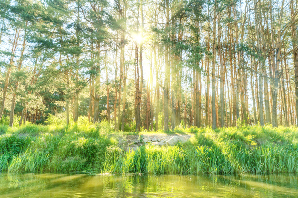 Green forest with shining sun - Photo, Image