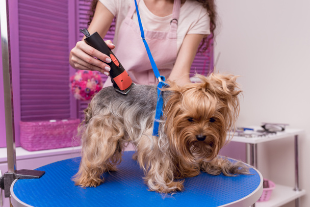 groomer trimming dog - Foto, afbeelding