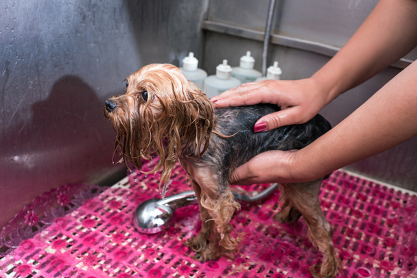 peluquero lavado perro
 - Foto, Imagen