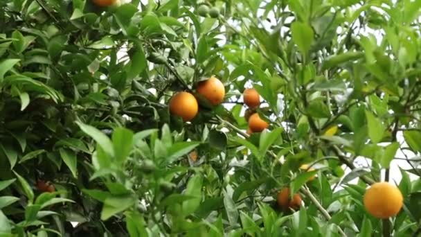 Huerto, naranjas crecen en un árbol. Naranjo. Plantación de naranja
. - Metraje, vídeo