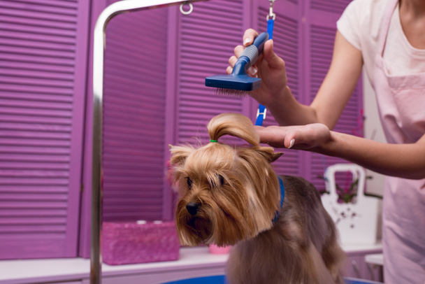 groomer grooming dog - Zdjęcie, obraz