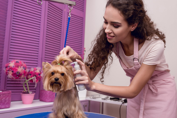 groomer grooming dog - Valokuva, kuva