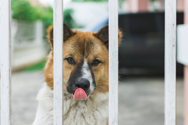 Perro solitario en jaula
 - Foto, Imagen