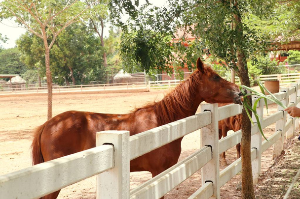 cavalo na fazenda - Foto, Imagem