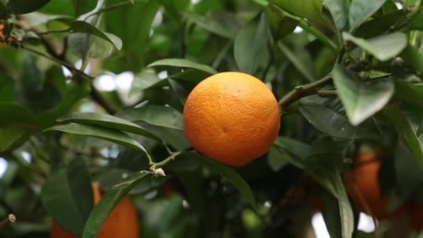 Oranje bomen met vruchten op de plantage. Sinaasappelen op een boom. - Video