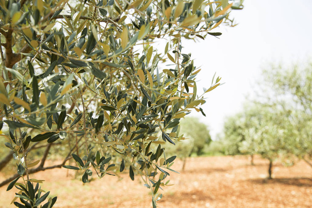 olivo en croacia
 - Foto, imagen
