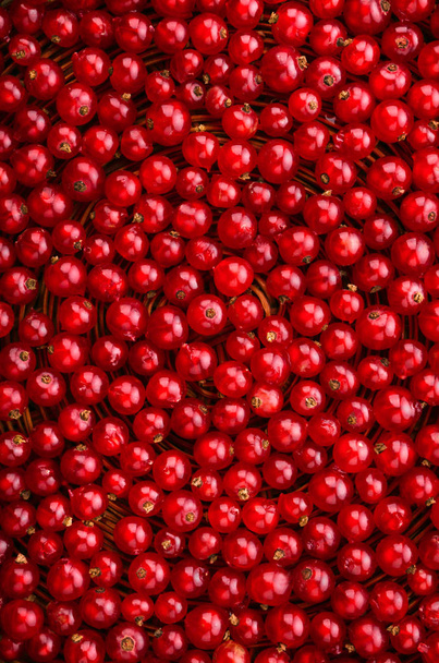A delicious, ripe and bright red currant in an upright position. Berries for vegetarian food. Currant different shades of bright red color. - Foto, Bild