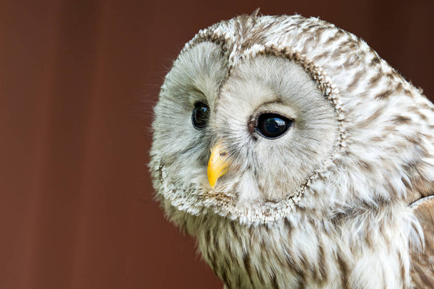 Орлиная сова с большими глазами
 - Фото, изображение