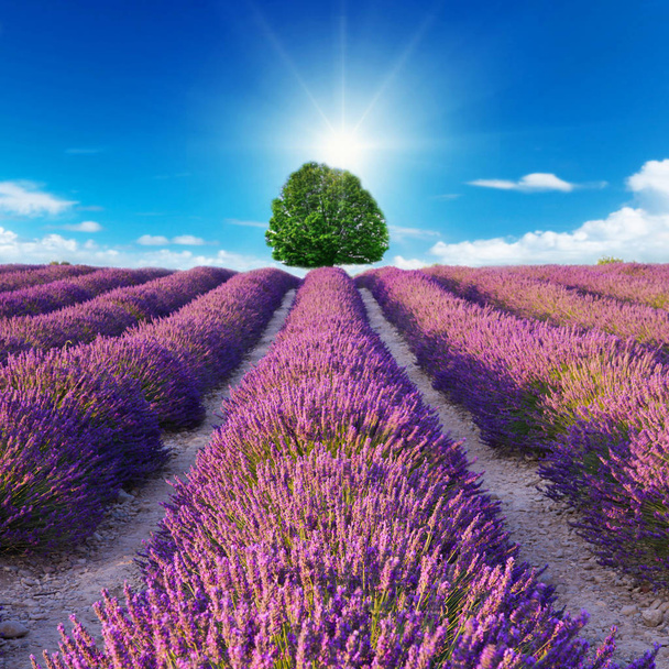 Lavender flower blooming scented fields - Fotoğraf, Görsel