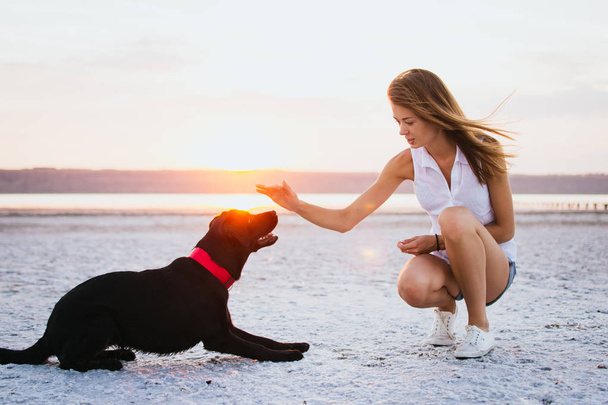 Young female training labrador retriever dog on the beach at sunset - Foto, Imagem