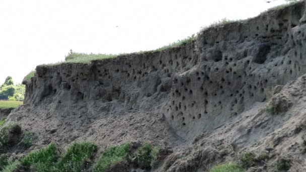 Löcher-Nester in den sandigen Klippen, natürlicher Lebensraum von Sandmartin - Filmmaterial, Video
