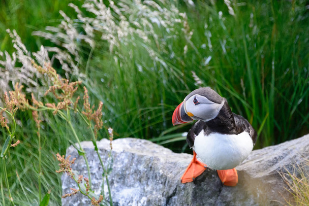 Atlantic puffin side view on a rock - Photo, Image