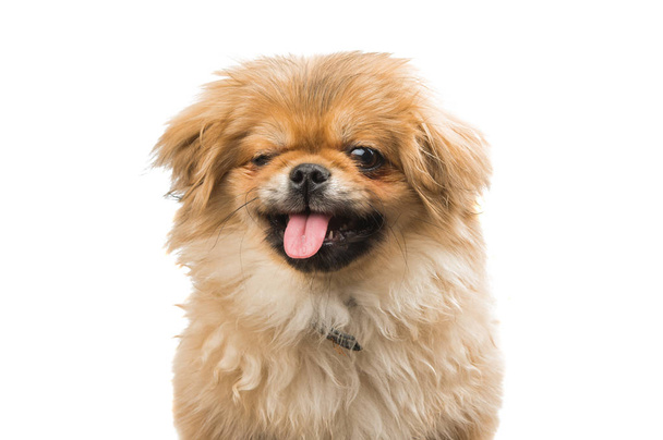 Pekinese cane isolato
  - Foto, immagini