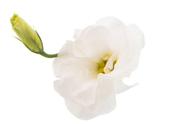 Hermosa flor eustoma
  - Foto, imagen