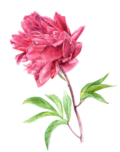 Watercolor pink peony flower in vintage style - Foto, afbeelding