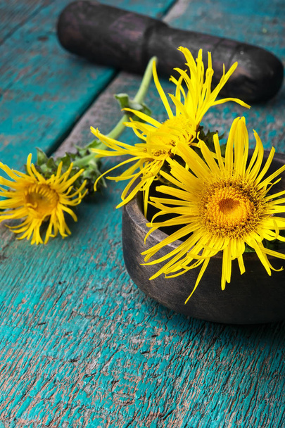 Flowers of medicinal elecampane - Photo, Image