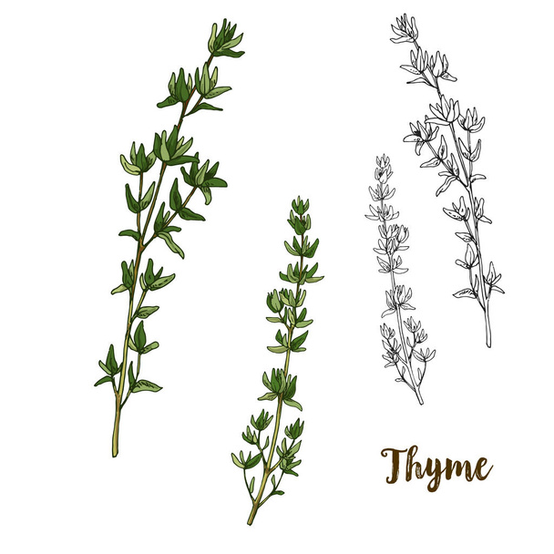 Full color realistic sketch illustration of thyme - Vector, Imagen