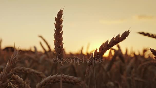 夕暮れ時の美しい小麦スパイク。高品質は、エリート グレードの小麦を選択 - 映像、動画