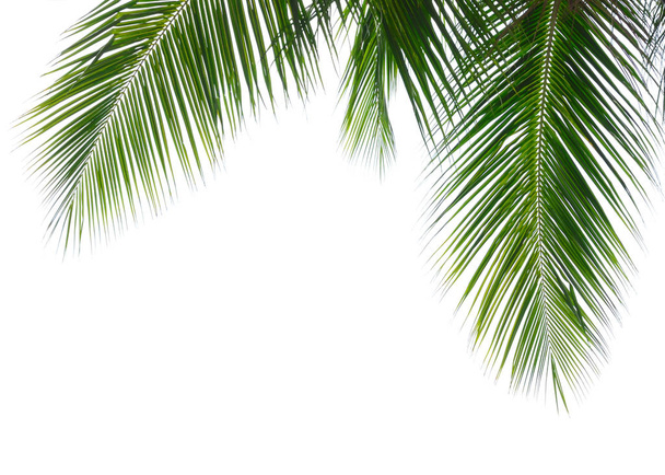 白い背景に分離されたココナッツ椰子の葉 - 写真・画像