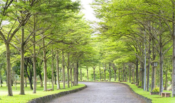 Дороги в парке с зелеными деревьями сияют золотым солнцем
 - Фото, изображение