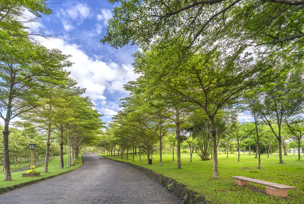 Routes sinueuses dans le parc avec des arbres verts briller sous le soleil doré
 - Photo, image