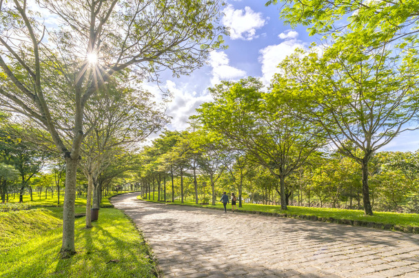 Kanyargós utak a parkban, a zöld fák ragyog a golden napsütésben - Fotó, kép