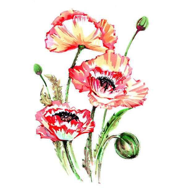 Flor de amapola silvestre en un estilo de acuarela aislado
. - Foto, imagen