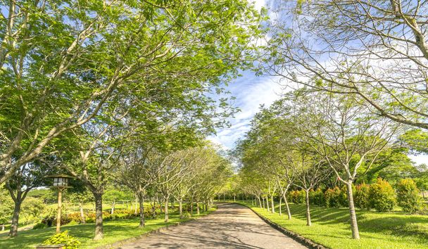 Kierot tiet puistossa vihreitä puita loistaa kultainen auringonpaiste
 - Valokuva, kuva