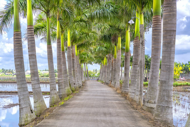 Kubánský Royal Palm stromy vysázeny podél venkovské silnice - Fotografie, Obrázek