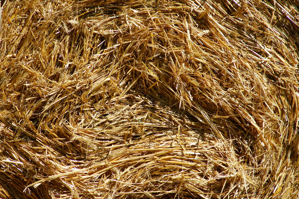 Rolled straw after harvesting - background - Fotografie, Obrázek