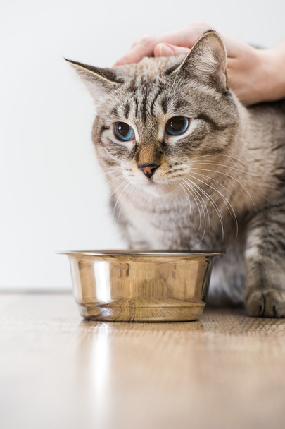 Portrait of a purebred striped cat pet and cat food on a gray ba - Foto, imagen