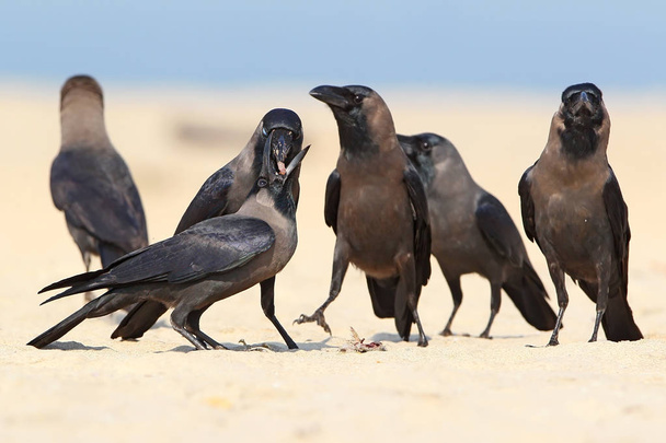 Familia de cuervos de la casa alimentando a un chcik
 - Foto, imagen
