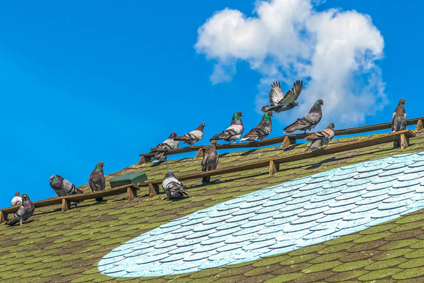 Las palomas de pura raza son enviadas a volar. Punto de referencia para las palomas: un círculo de luz en el techo del palomar
. - Foto, Imagen