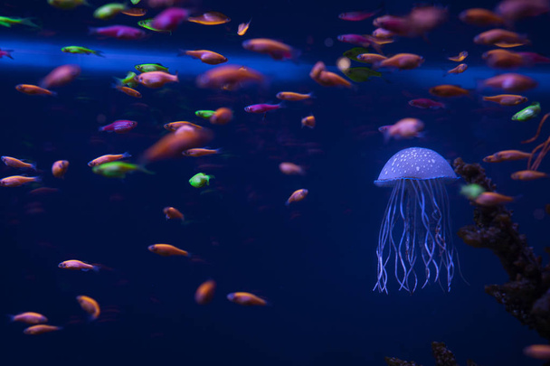 güzel denizanası suyun altında - Fotoğraf, Görsel