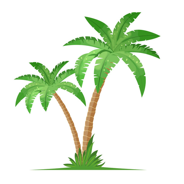 Uma palmeira - Vetor, Imagem