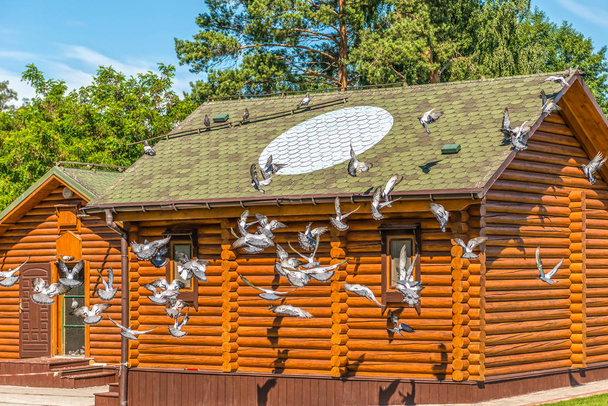 Čistokrevných holubů poblíž dřevěný holubník a na kamennou plošinu v Mezhyhirya u Kyjeva. - Fotografie, Obrázek