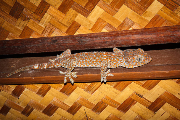 Gekko gecko, El Nido, Palawan-sziget, Fülöp-szigetek. - Fotó, kép