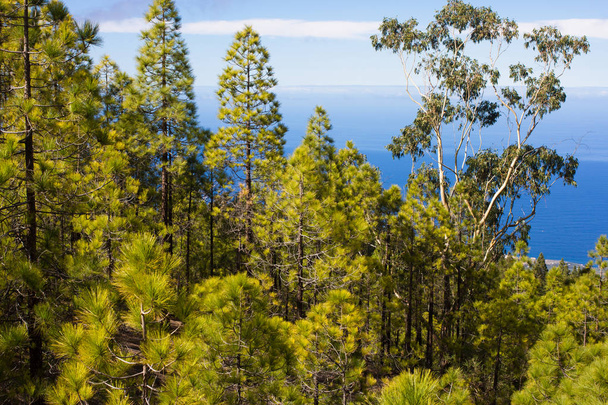 Δάσος ερυθρελάτης. Βιώσιμων σαφούς οικοσύστημα. Pinus canariensis, πεύκο καναρίνι νησί - Φωτογραφία, εικόνα