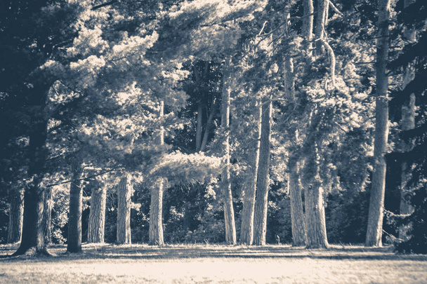 Παλιά vintage φωτογραφία. Glade κορμούς δέντρων Πάρκο-δάσος - Φωτογραφία, εικόνα