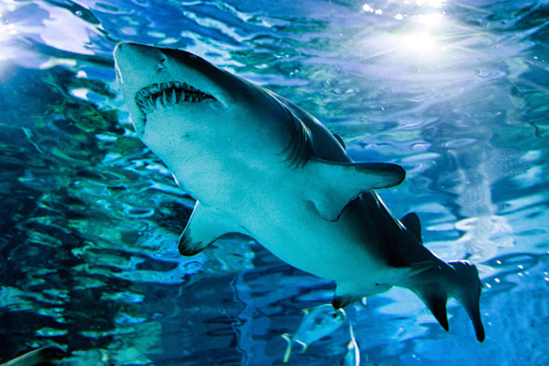 水族館 - トロピ、ブダペストのサメ - 写真・画像